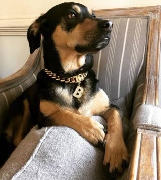Pet - Cuban link necklace